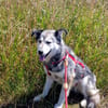 Yuma,unser Sensibelchen, sucht ihre Menschen