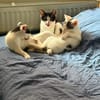 Svea, Suri & Sora