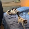Svea, Suri & Sora