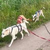 Coco, verschmust, neugierig, freundlich