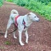 Coco, verschmust, neugierig, freundlich