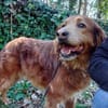 Brownie, ein Kumpel für's Leben mit Herz