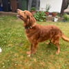 Brownie, ein Kumpel für's Leben mit Herz