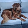 Brownie, ein Kumpel für's Leben mit Herz