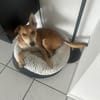 Kenny ist sehr lieb und verspielt !