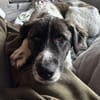 Bella sucht Hundeerfahrene Menschen...