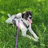 Bella sucht Hundeerfahrene Menschen...