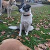 LAYLA  auf PS in 25421  Pinneberg