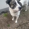 LAYLA  auf PS in 25421  Pinneberg