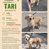 Tari ist eine bezaubernde, liebe und aktive Hündin!