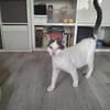 Orpheus, lebensfroher Kuschelkater, 11 Monate
