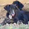MINERVA MCGONAGALL
