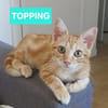 TOPPING À ADOPTER AVEC UN CHAT DÉJÀ PRÉSENT CHEZ VOUS