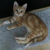 TOPPING À ADOPTER AVEC UN CHAT DÉJÀ PRÉSENT CHEZ VOUS