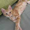 TOPPING À ADOPTER AVEC UN CHAT DÉJÀ PRÉSENT CHEZ VOUS