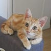 TOPPING À ADOPTER AVEC UN CHAT DÉJÀ PRÉSENT CHEZ VOUS