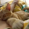 TOPPING À ADOPTER AVEC UN CHAT DÉJÀ PRÉSENT CHEZ VOUS