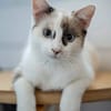 CADANSE À ADOPTER AVEC UN CHAT DÉJÀ PRÉSENT CHEZ VOUS