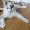 CADANSE À ADOPTER AVEC UN CHAT DÉJÀ PRÉSENT CHEZ VOUS