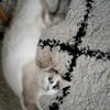 CADANSE À ADOPTER AVEC UN CHAT DÉJÀ PRÉSENT CHEZ VOUS