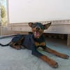 GINO (Union Animal)