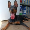 GINO (Union Animal)