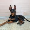 GINO (Union Animal)
