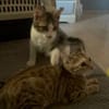 BLINI et BOND