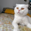 Nestor