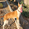 Pancho