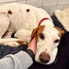 Bracken-Bub  Tilly  wartet bereits in 01640 Coswig