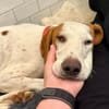 Bracken-Bub  Tilly  wartet bereits in 01640 Coswig