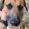 Toller Rüde ♥ Taro ♥ wartet bereits in 24885 Sieverstedt