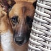 FEEBEE sucht ruhiges, liebes Zuhause