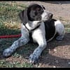Münsterländer Mix Mädchen Zoe