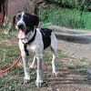 Münsterländer Mix Mädchen Zoe