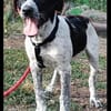 Münsterländer Mix Mädchen Zoe