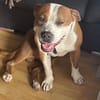 Pablo liebt die Menschen und möchte ein Zuhause