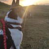 Odin