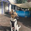 Odin