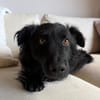 Koksi sucht seine Menschen🐾