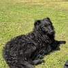 Koksi sucht seine Menschen🐾
