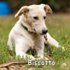 BISCOTTO