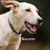 BISCOTTO