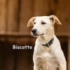 BISCOTTO