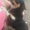 Evita sucht Kuschelpartner