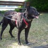 Pepper sucht dringend ein Zuhause