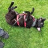 Pepper sucht dringend ein Zuhause