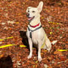 Bibi wartet auf ein 4ever home in 89155 Erbach