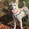 Bibi wartet auf ein 4ever home in 89155 Erbach